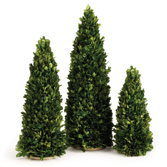 three mini boxwood trees