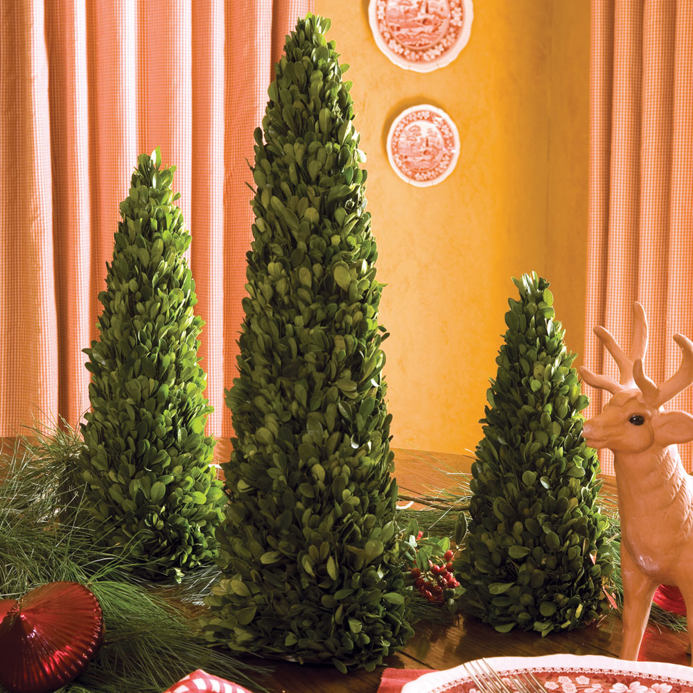 three mini boxwood christmas trees