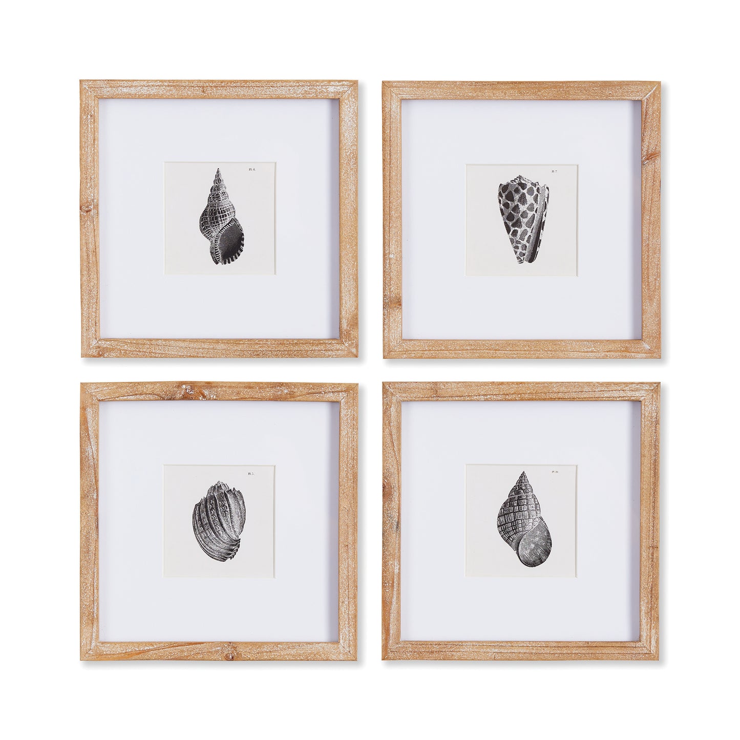 four black and white shell prints in light wood frames