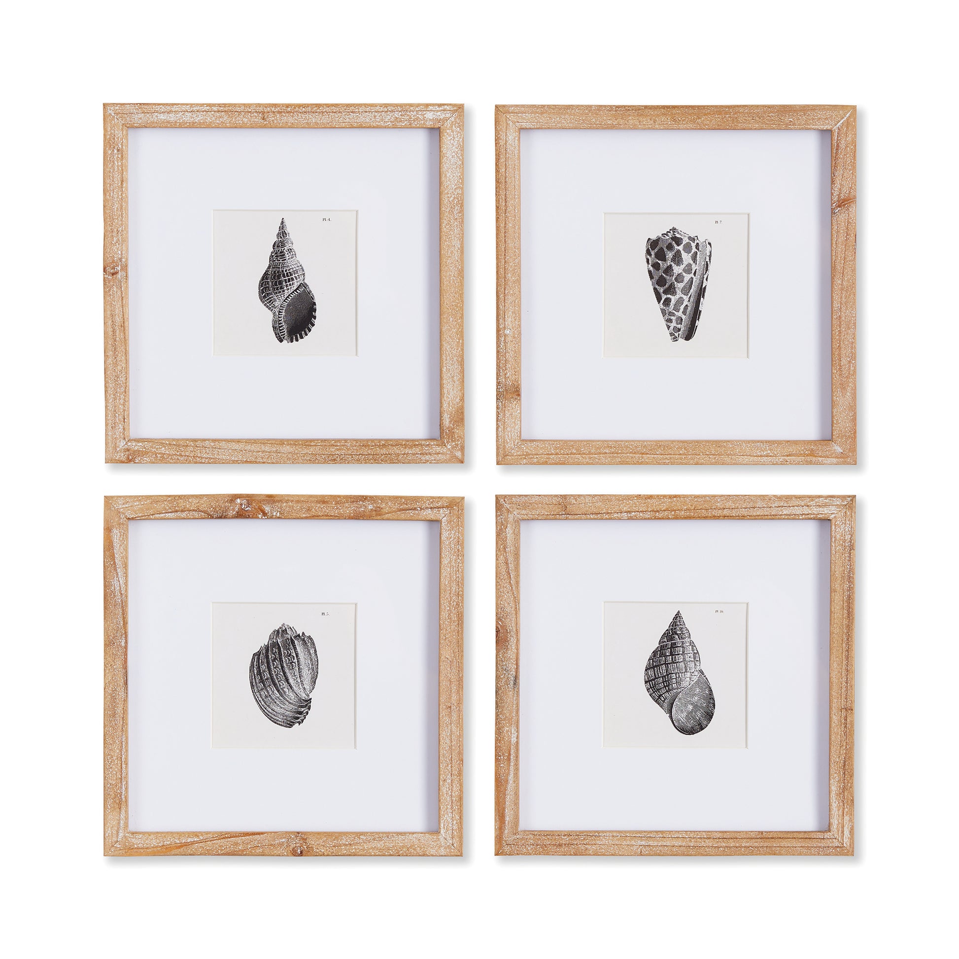 four black and white shell prints in light wood frames