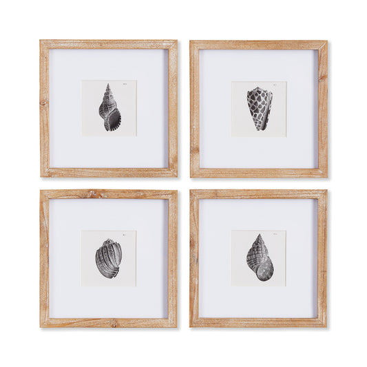 four black and white shell prints in light wood frames