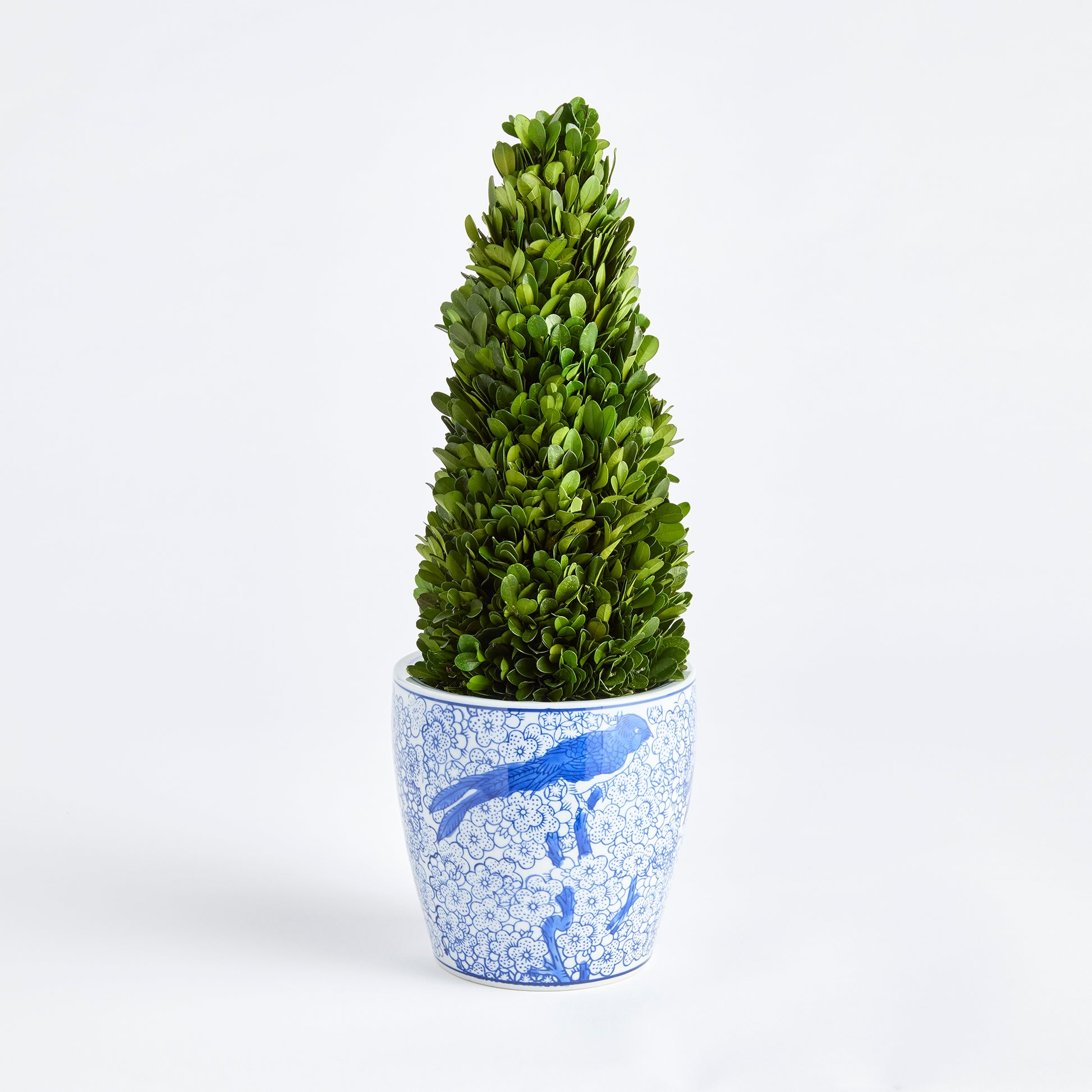 boxwood topiary tree in blue pot