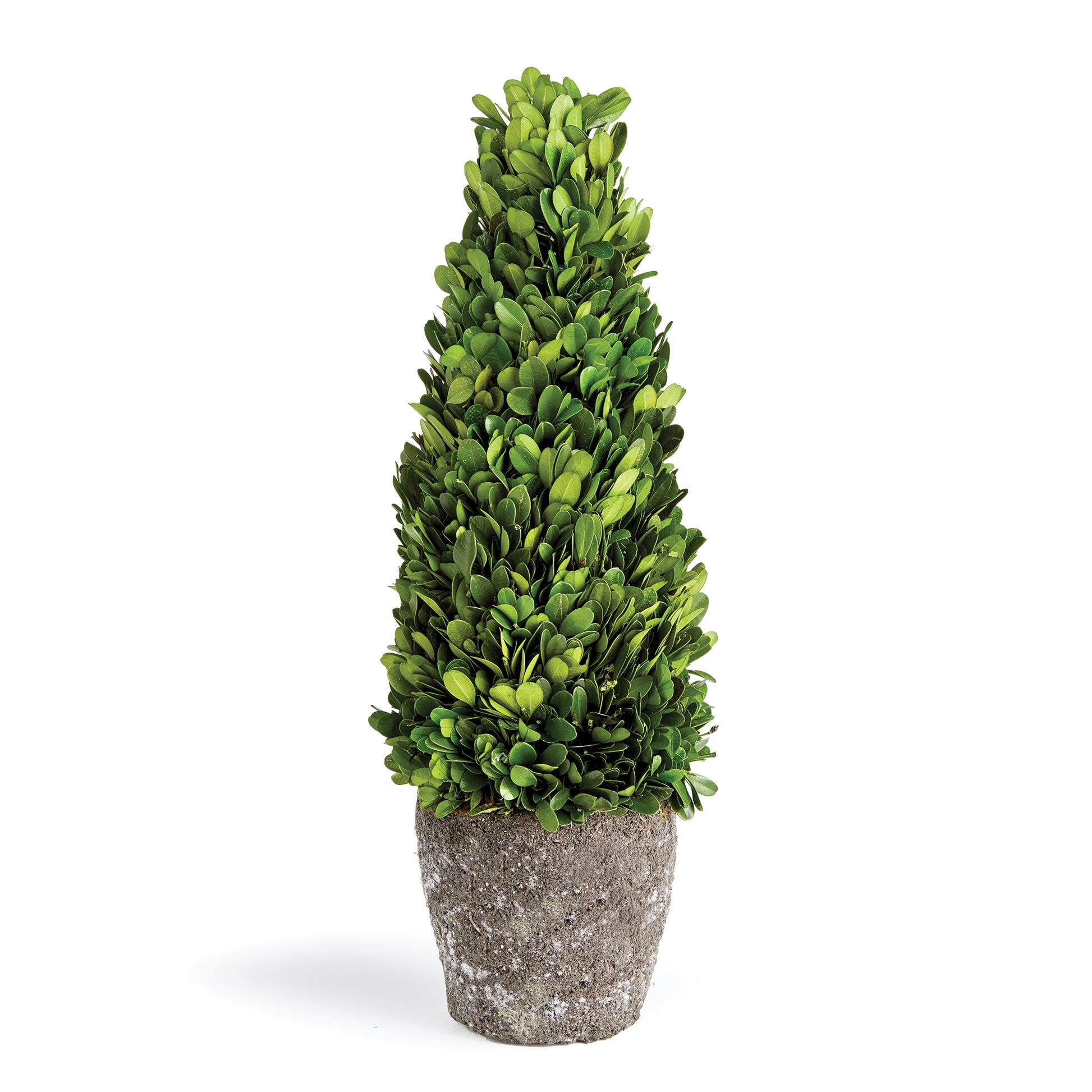 boxwood topiary tree