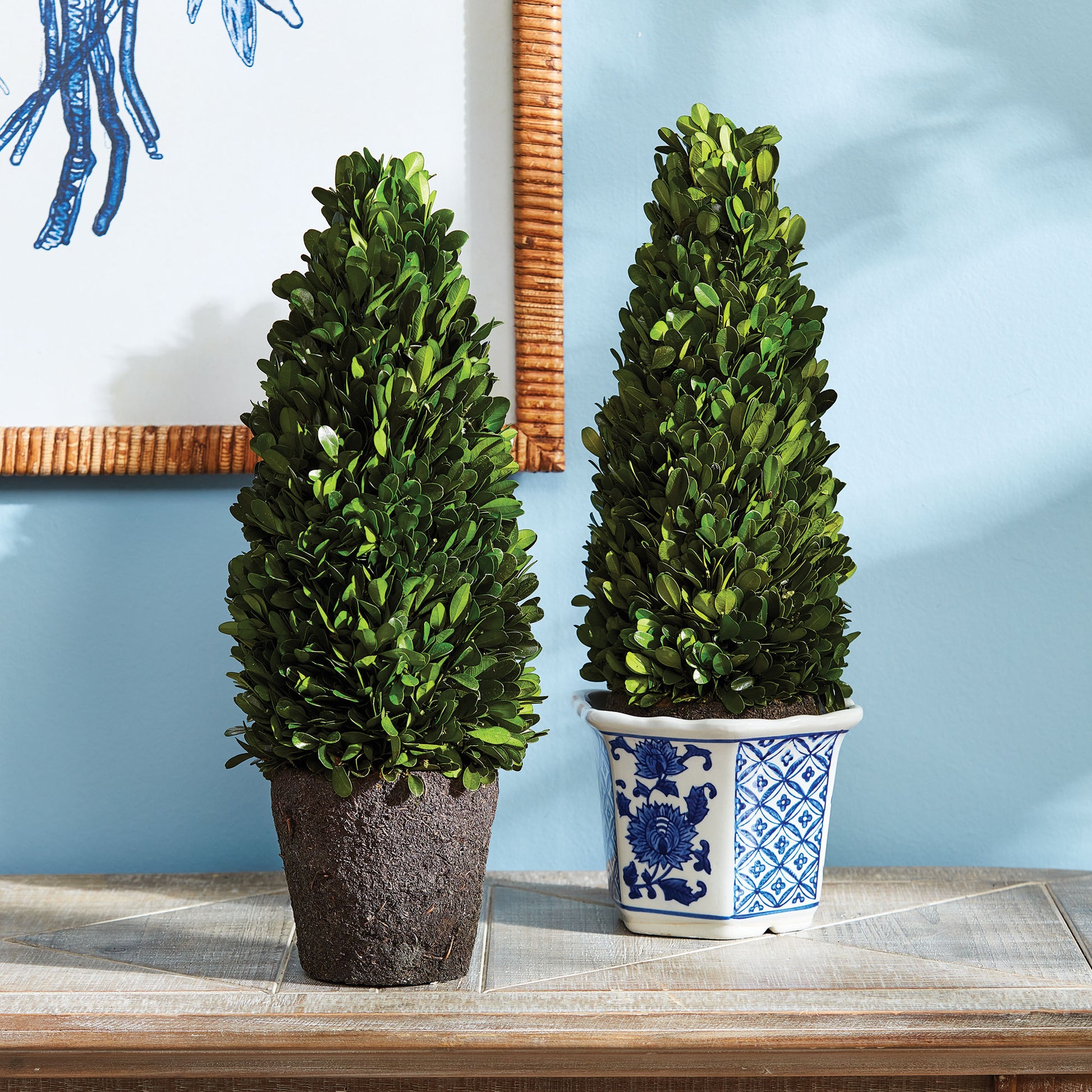 two boxwood topairy trees on wooden table